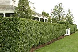 Image result for privacy hedges